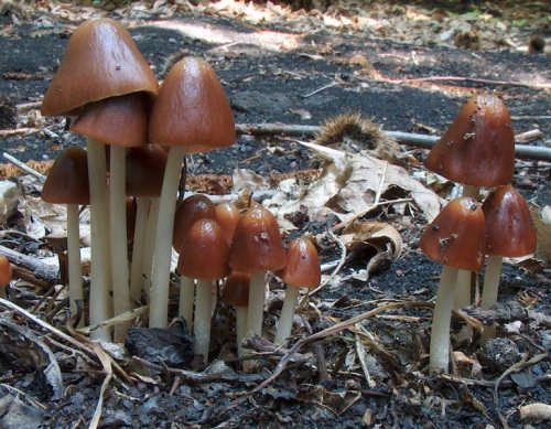 Psathyrella conopilus